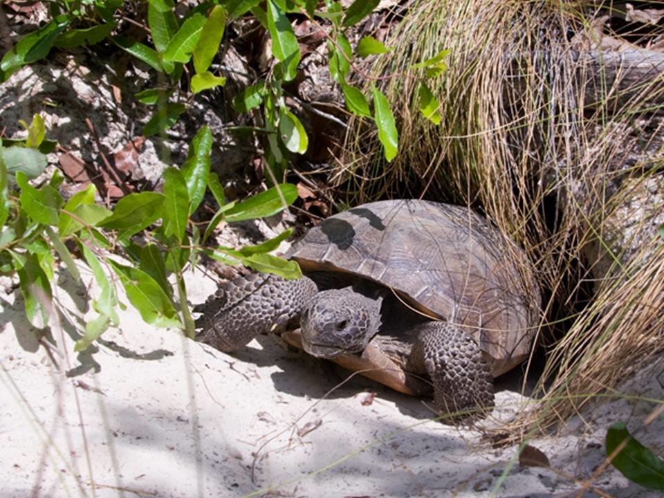 Since Groundhogs are not native to Florida, FWC has suggested Floridians celebrate the Gopher Tortoise instead.